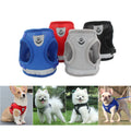 Dog harness strap and buckle detail