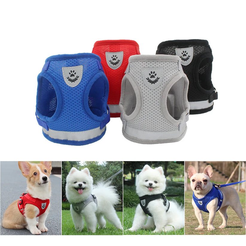 Dog harness strap and buckle detail